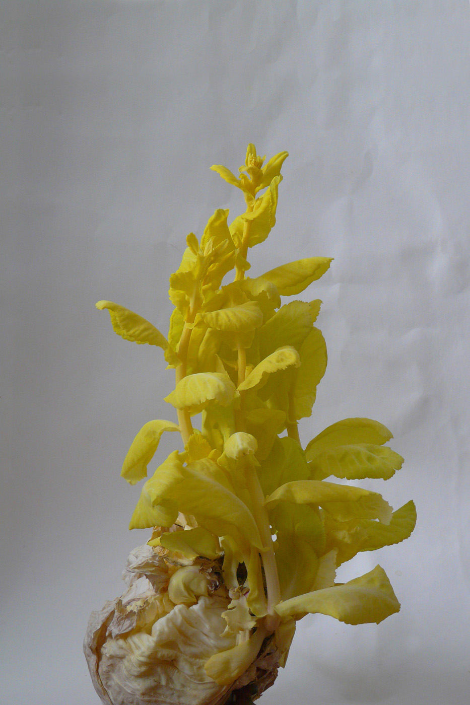 Image of Brassica oleracea var. capitata specimen.