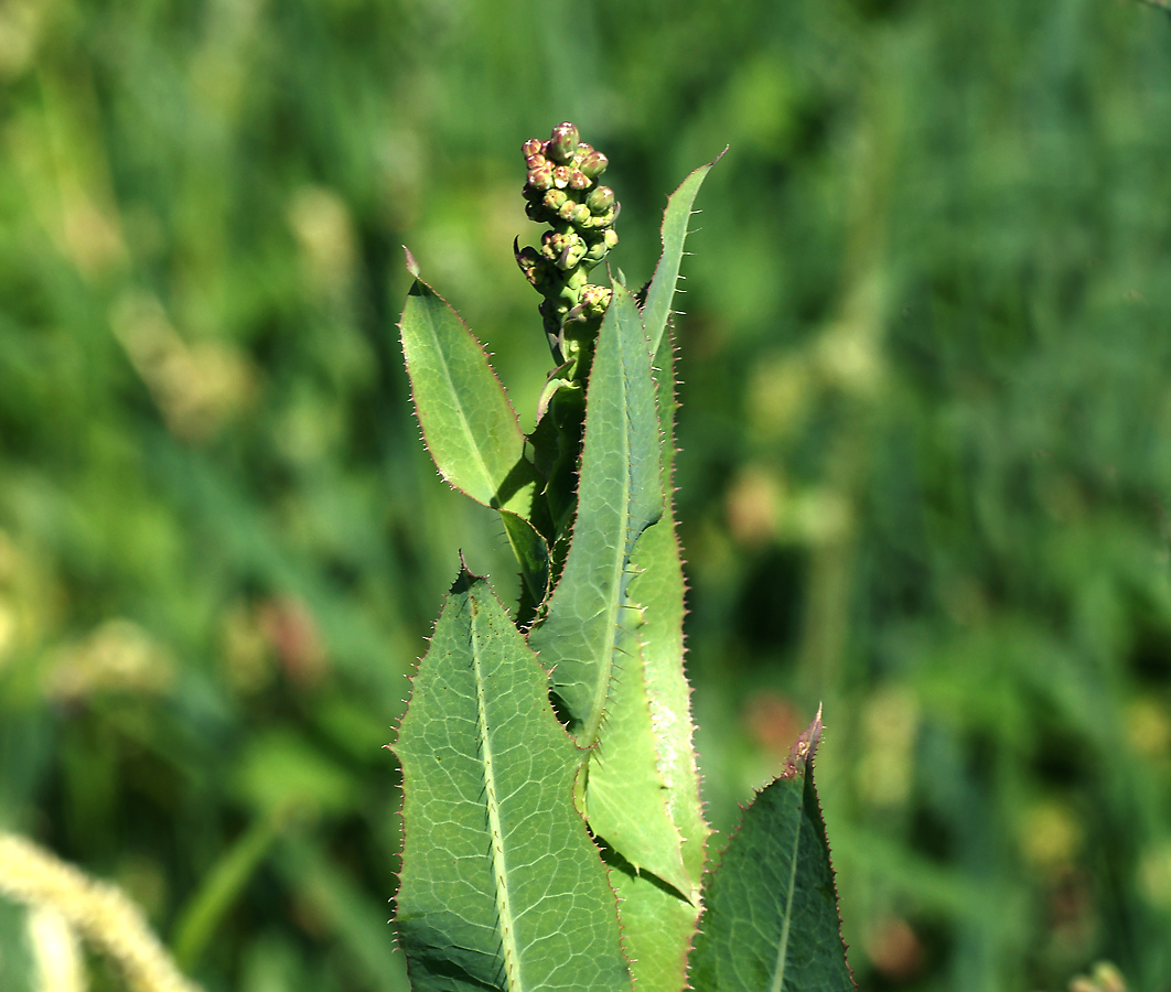 Изображение особи Lactuca serriola.