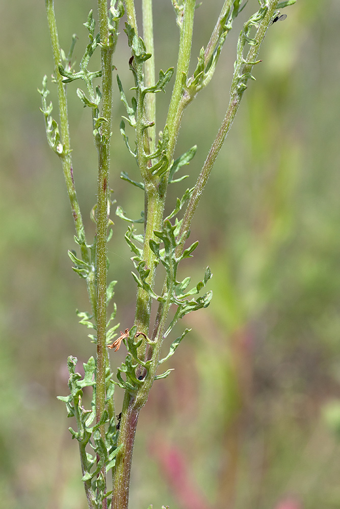 Изображение особи Senecio jacobaea.