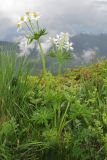 Anemonastrum fasciculatum. Цветущее растение. Адыгея, Кавказский биосферный заповедник, хр. Каменное Море, ≈ 2000 м н.у.м., субальпийский луг. 13.06.2015.