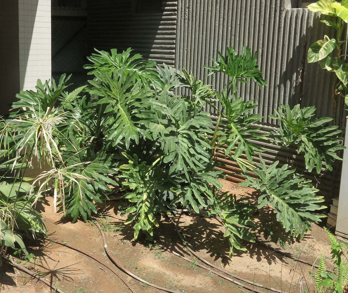 Image of Philodendron bipinnatifidum specimen.