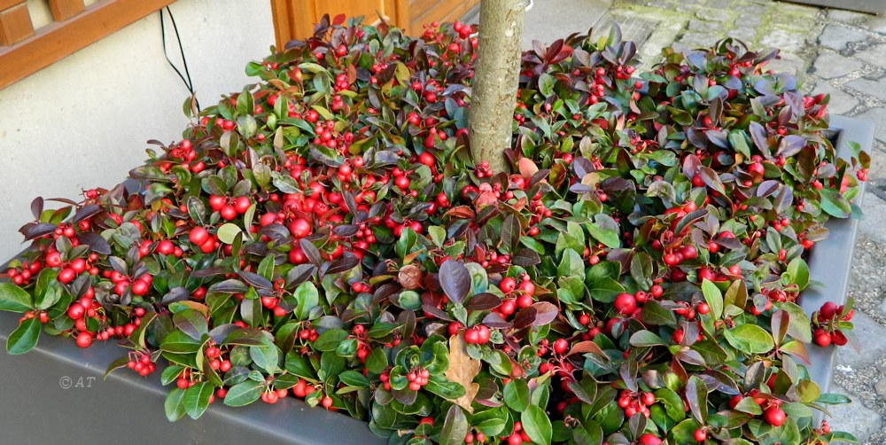 Image of Gaultheria procumbens specimen.