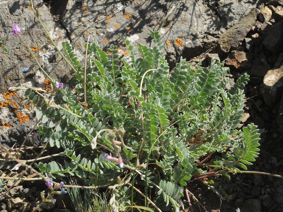 Изображение особи Oxytropis almaatensis.