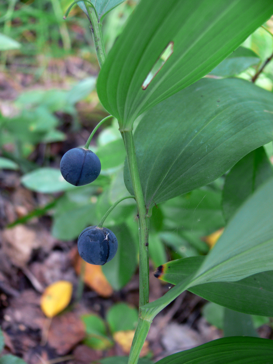 Изображение особи Polygonatum odoratum.