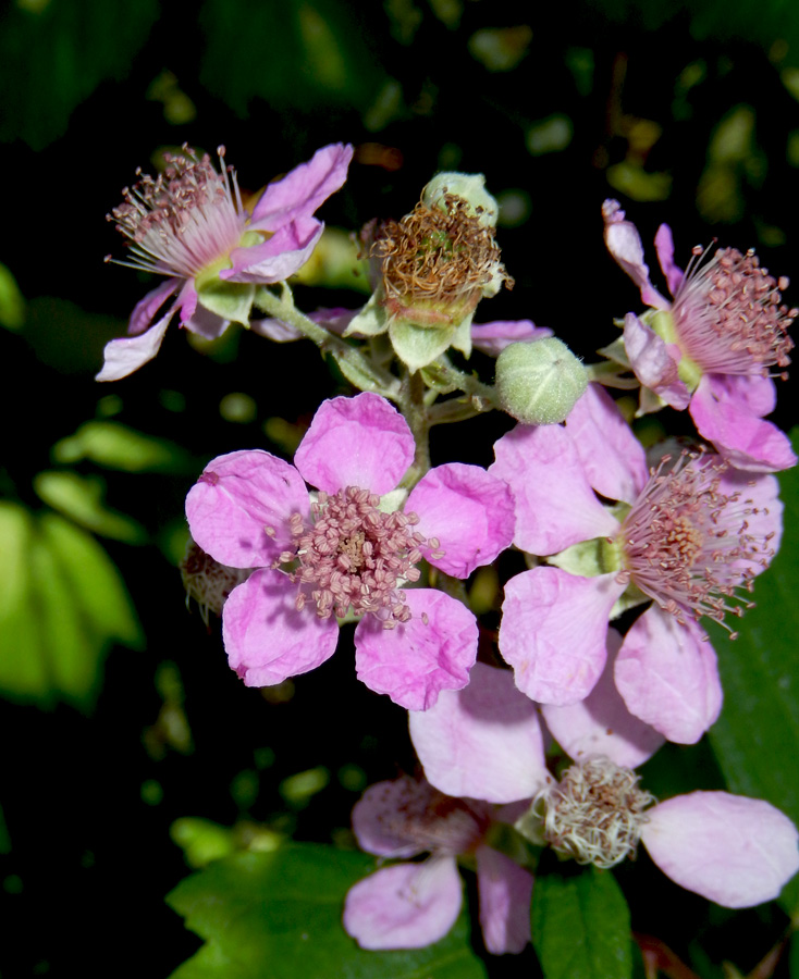 Изображение особи Rubus sanctus.