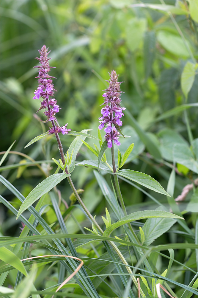 Image of Stachys palustris specimen.