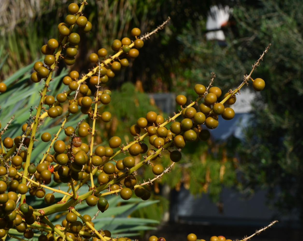 Image of Dracaena draco specimen.