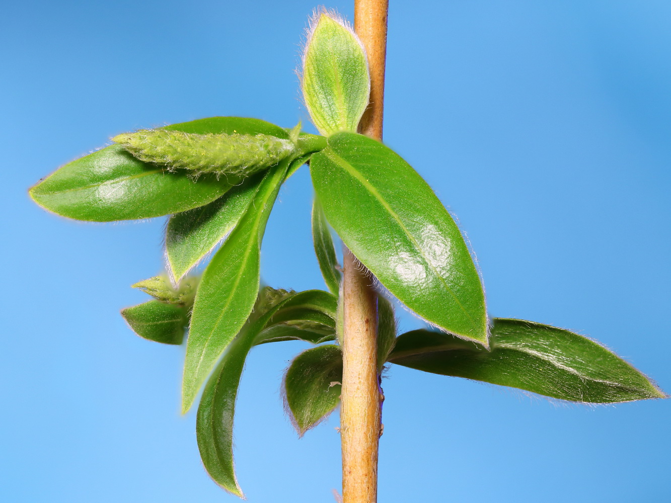 Image of Salix alba specimen.