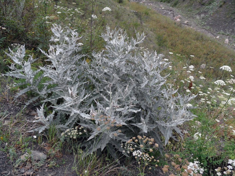 Image of Cirsium tomentosum specimen.