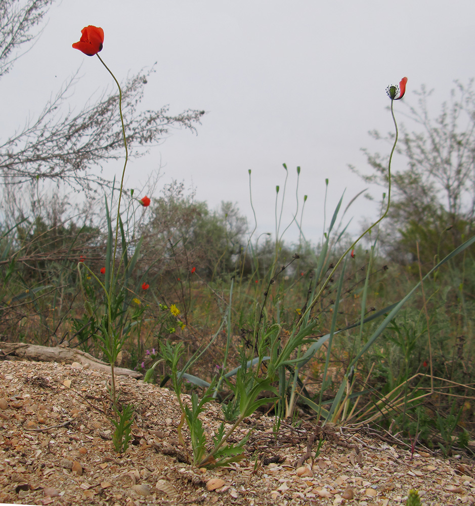 Image of Papaver laevigatum specimen.