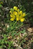 Coronilla coronata. Верхушка побега с соцветиями. Крым, Бахчисарайский р-н, гора Бакла, разреженный дубовый лес. 1 мая 2016 г.