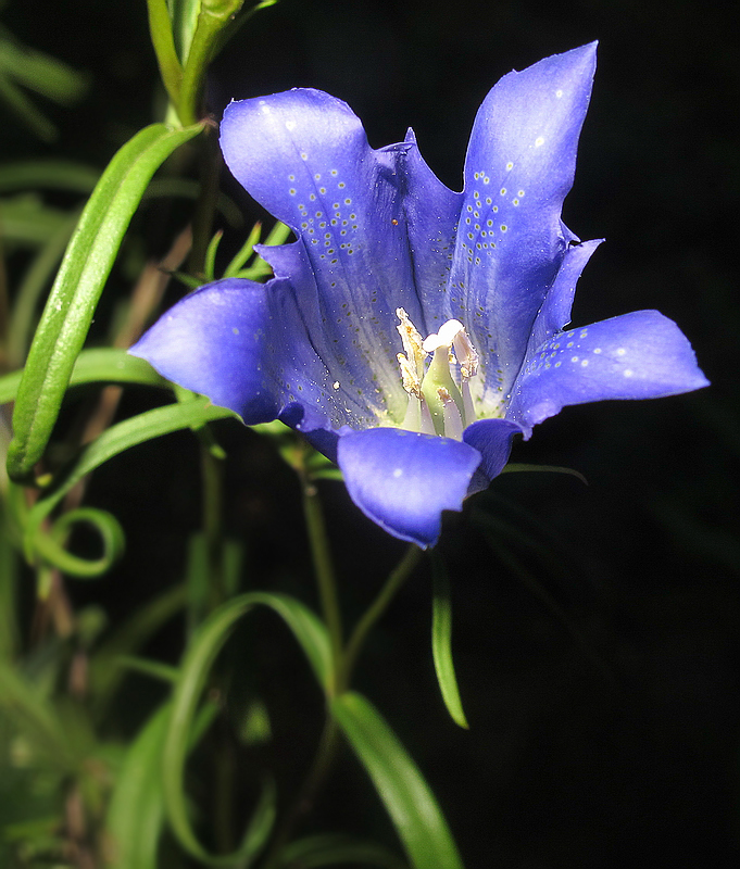 Изображение особи Gentiana pneumonanthe.