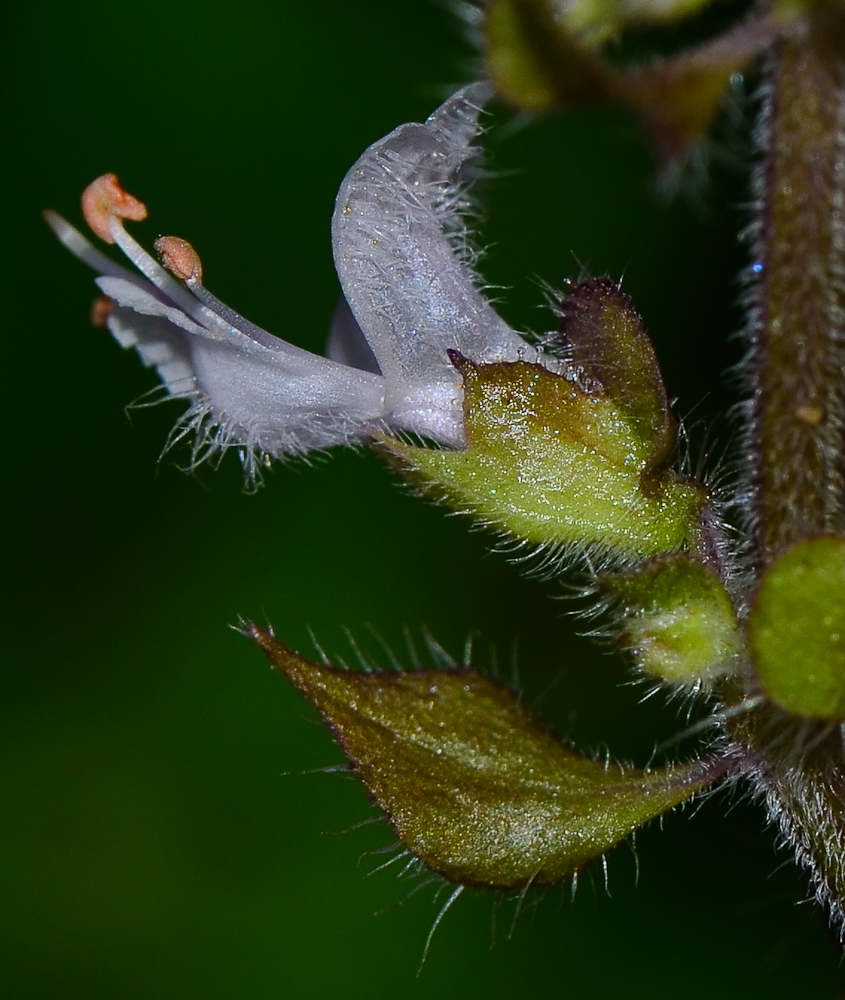 Image of genus Ocimum specimen.