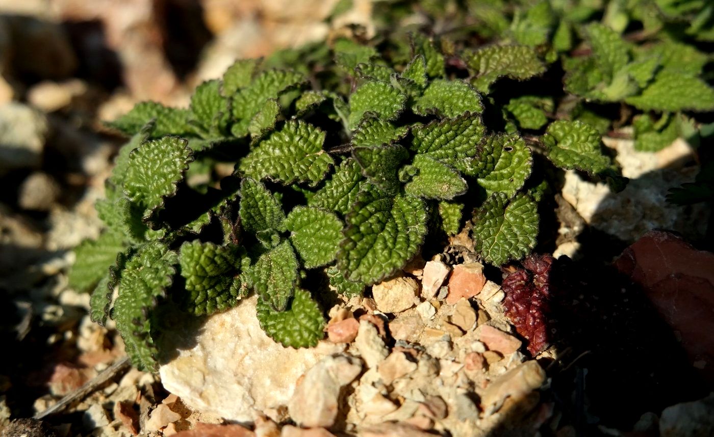 Изображение особи Stachys pubescens.