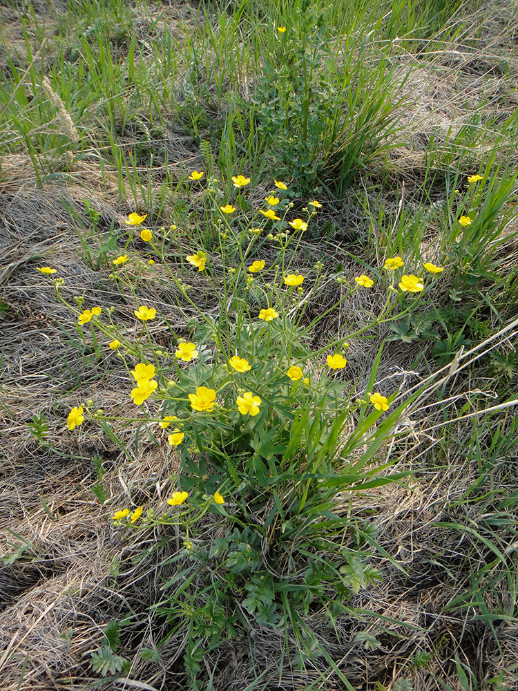 Image of genus Ranunculus specimen.