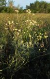 Lepidium coronopifolium