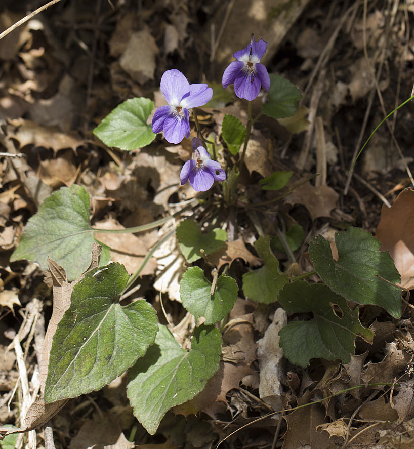 Image of genus Viola specimen.