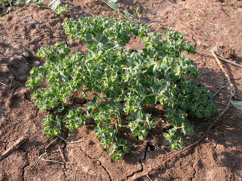 Image of Euphorbia falcata specimen.