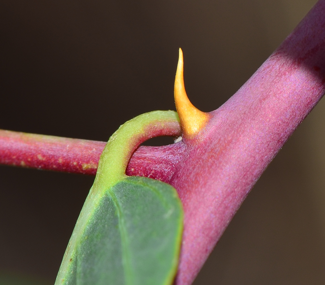 Изображение особи Capparis zoharyi.