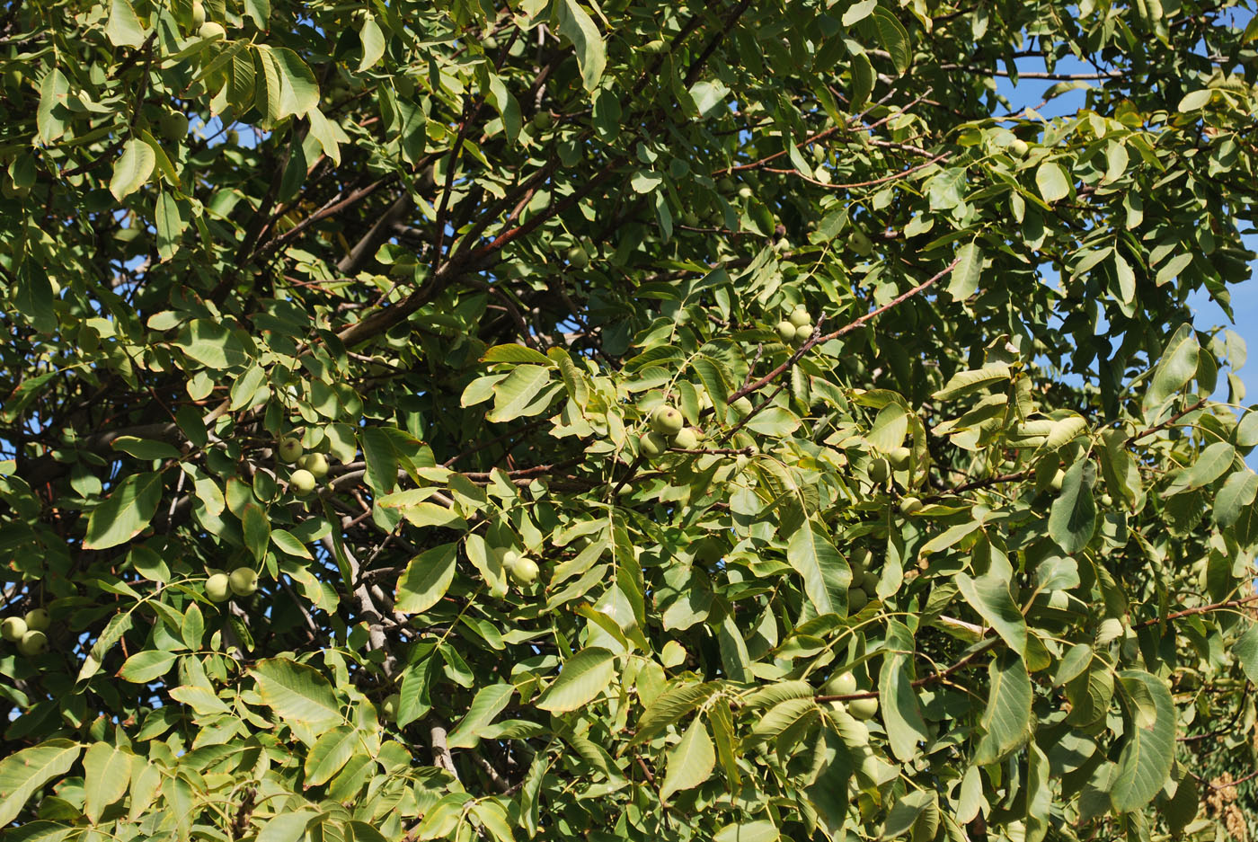 Image of Juglans regia specimen.