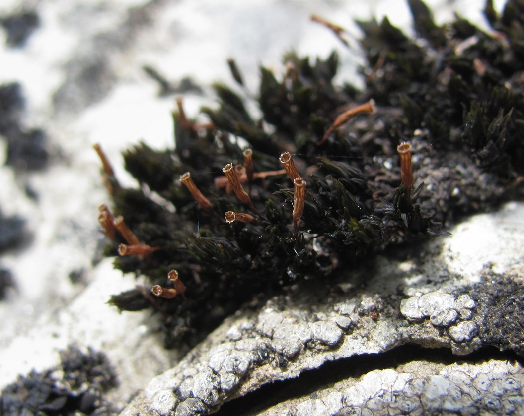 Image of genus Orthotrichum specimen.