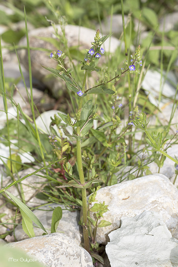 Image of Veronica anagallis-aquatica specimen.