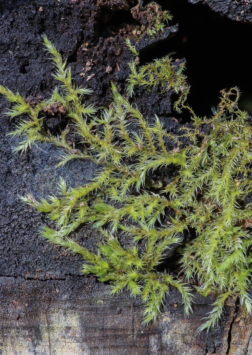 Image of Brachythecium salebrosum specimen.