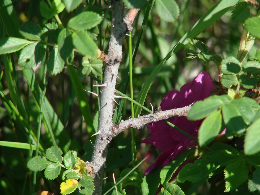 Image of Rosa rugosa specimen.