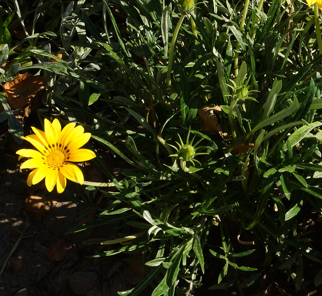 Image of Gazania rigens specimen.