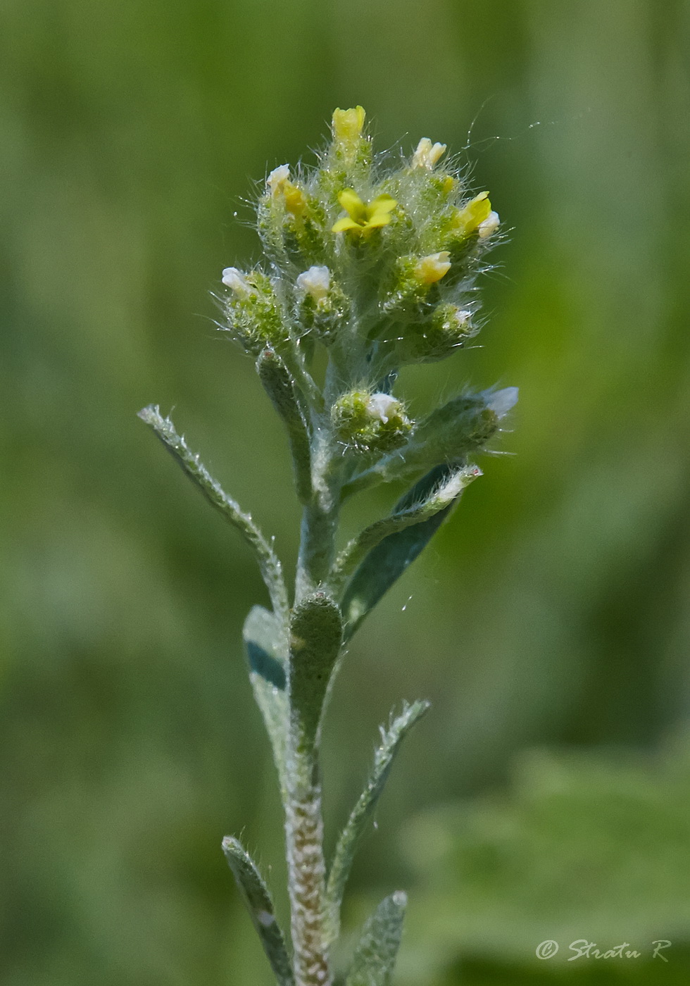 Image of Alyssum alyssoides specimen.