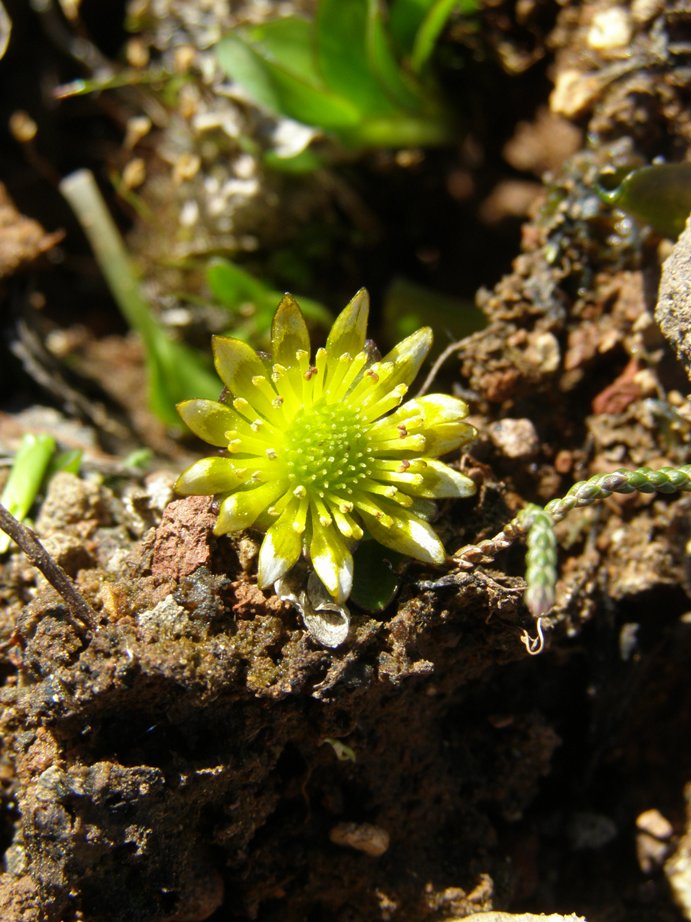 Image of Oxygraphis glacialis specimen.