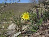 род Tragopogon. Цветущее растение. Краснодарский край, м/о г. Новороссийск, гора Рябкова, каменистый склон. 16.04.2017.