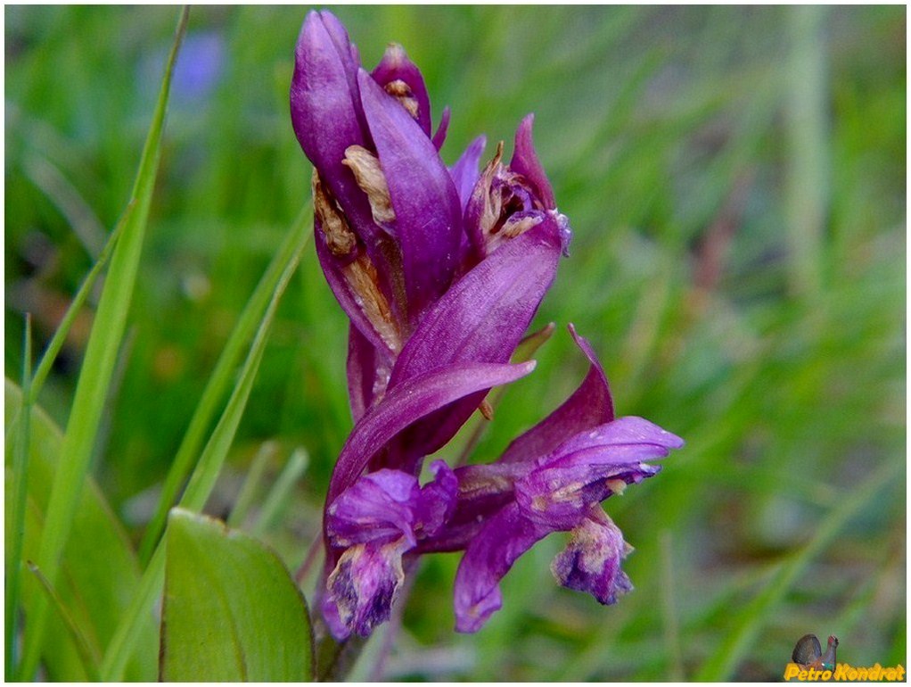 Изображение особи Dactylorhiza sambucina.