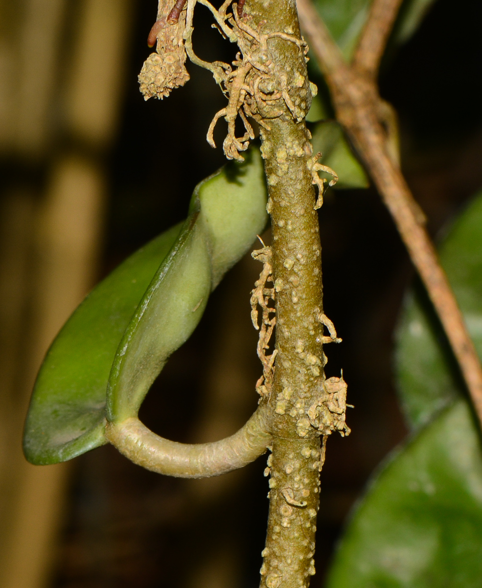 Image of Hoya carnosa specimen.