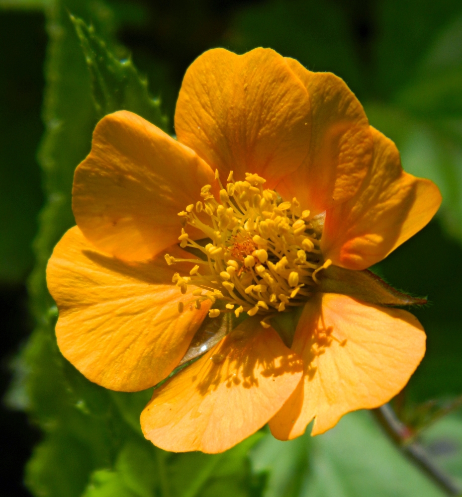 Image of Geum quellyon specimen.