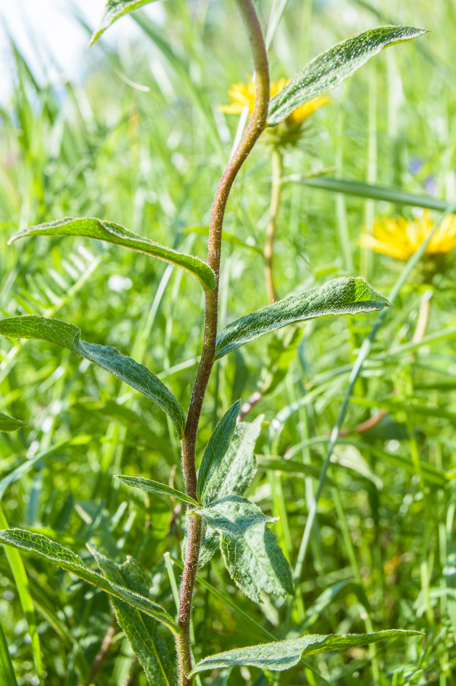 Image of Inula hirta specimen.