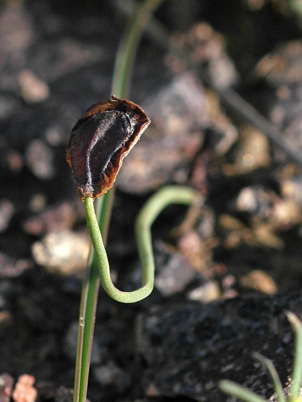 Image of Tulipa alberti specimen.