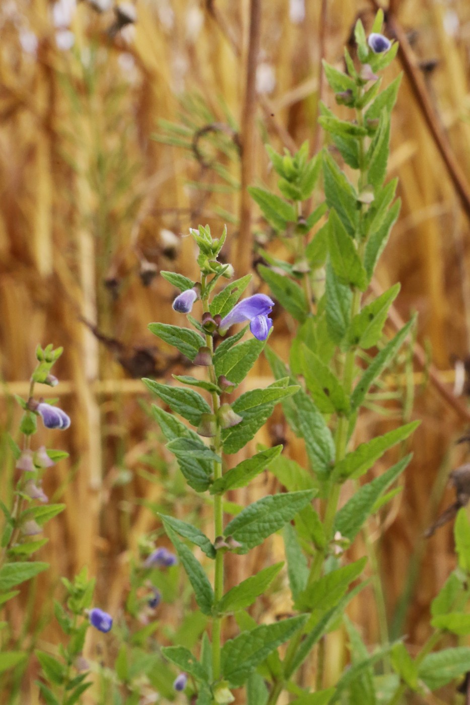 Изображение особи Scutellaria galericulata.