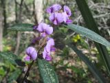 Hovea acutifolia. Побег с цветками. Австралия, г. Брисбен, лес на горе Маунт Кут-та. 28.08.2016.