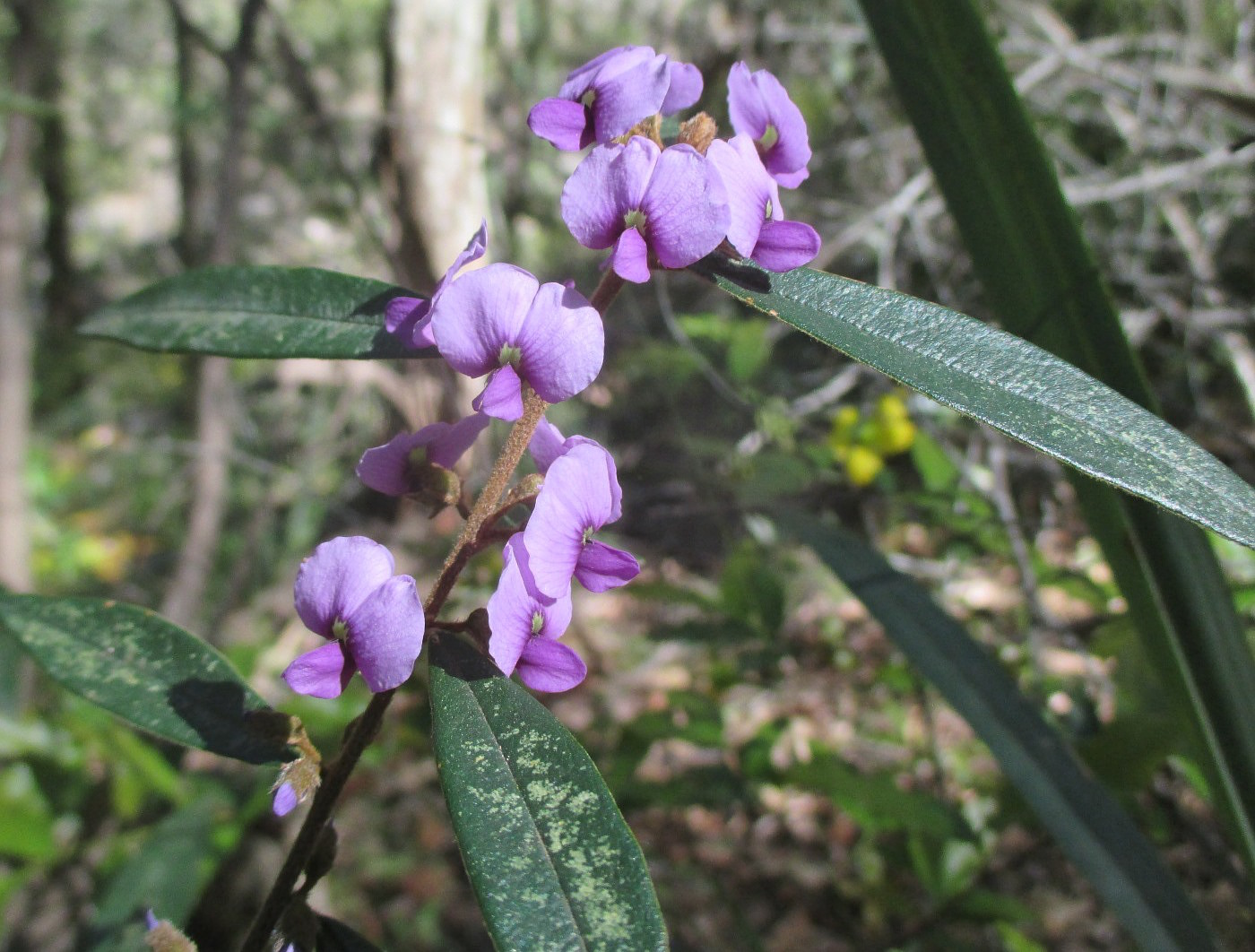 Изображение особи Hovea acutifolia.