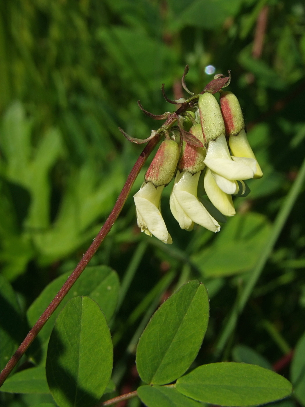 Image of Astragalus frigidus specimen.