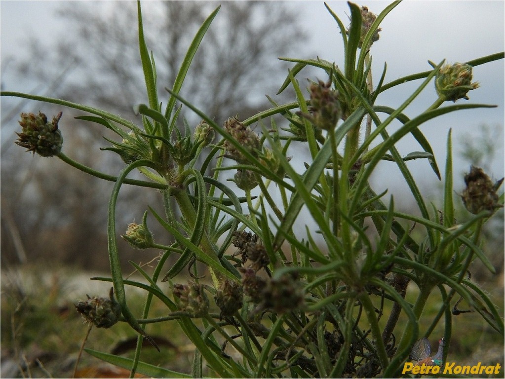 Image of Plantago arenaria specimen.