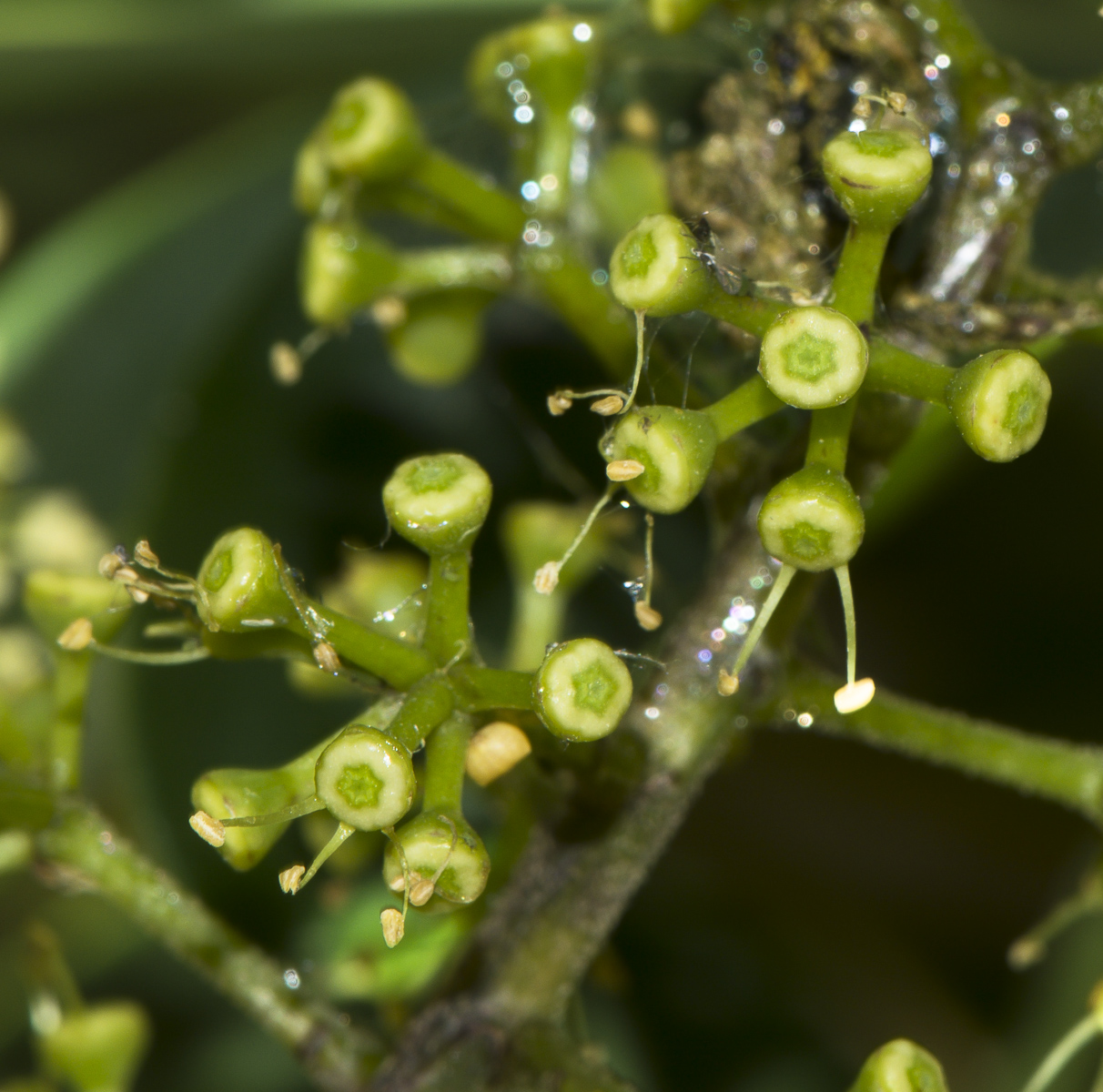 Изображение особи Heptapleurum arboricola.