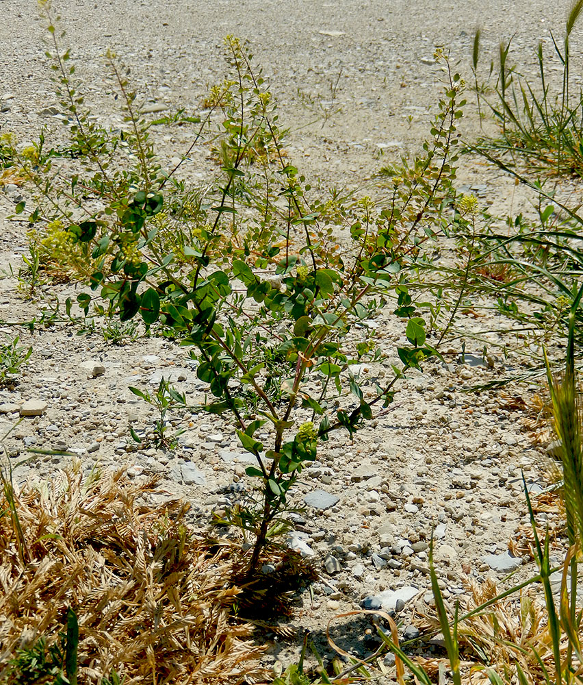 Изображение особи Lepidium perfoliatum.