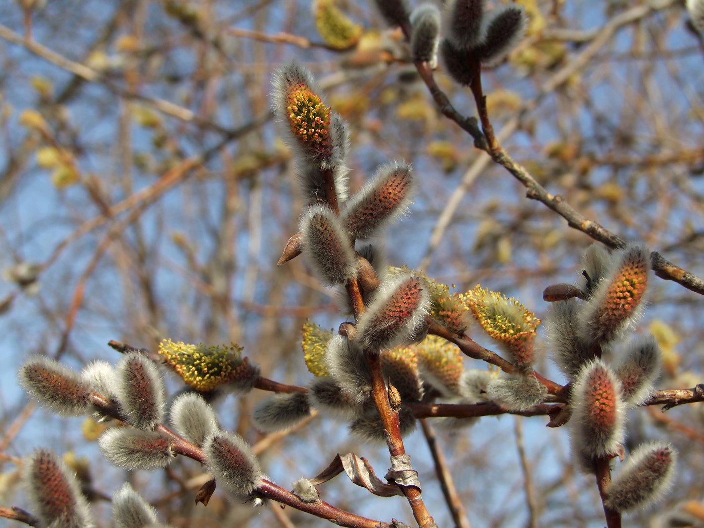 Изображение особи Salix schwerinii.