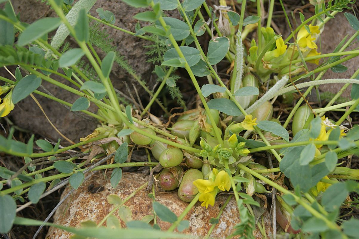 Image of Astragalus aegobromus specimen.