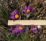 Pulsatilla multifida. Цветущие растения. Восточный Казахстан, г. Усть-Каменогорск, восточные окр., Лесхоз, склон сопки. 21.04.2018.