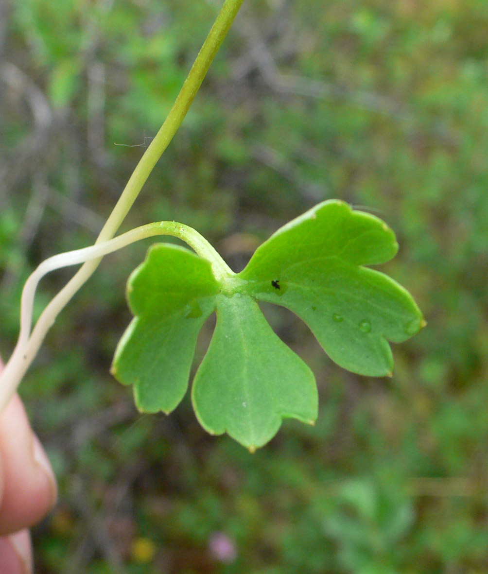 Image of Ranunculus lapponicus specimen.