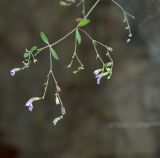 Micromeria serpyllifolia