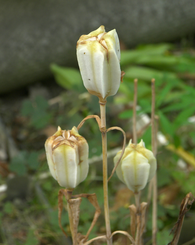 Image of Fritillaria pontica specimen.